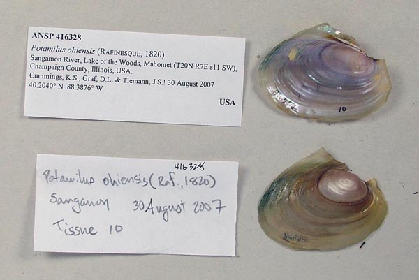 specimen