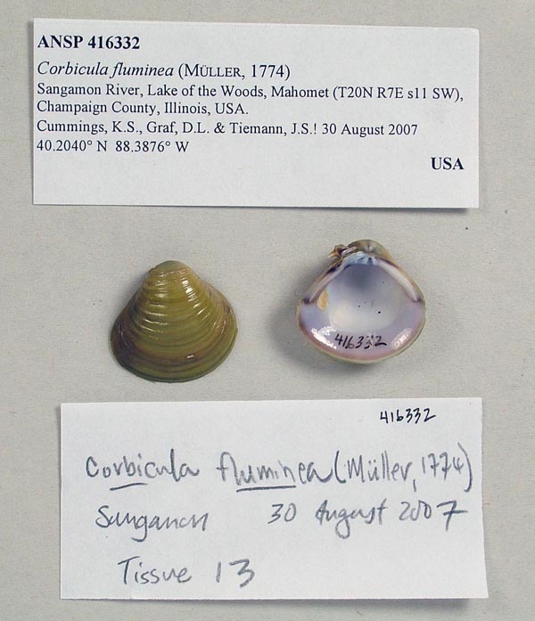 specimen