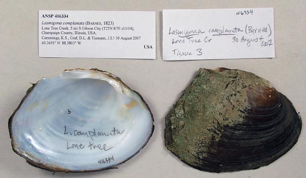 specimen