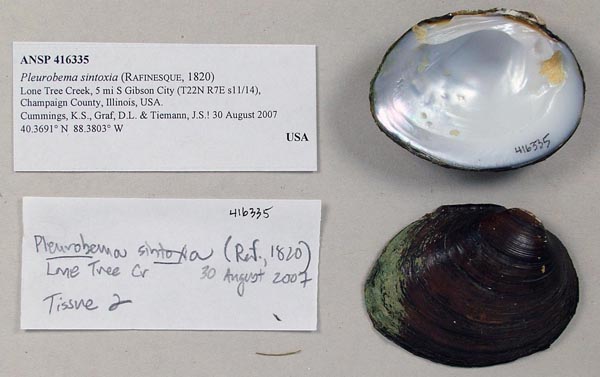specimen