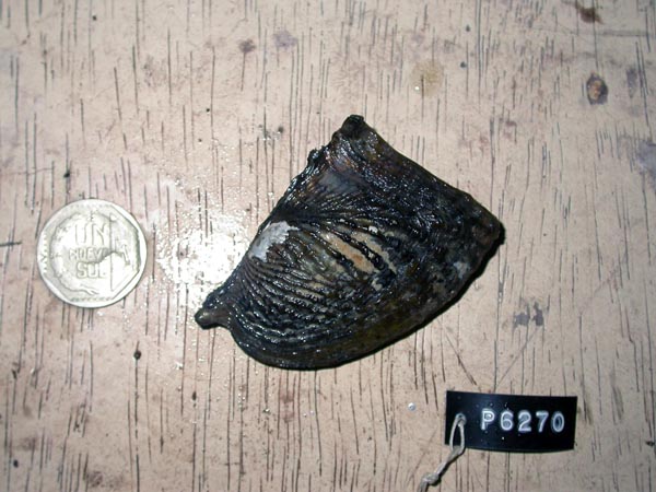 specimen