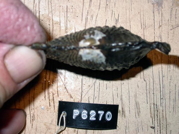 specimen