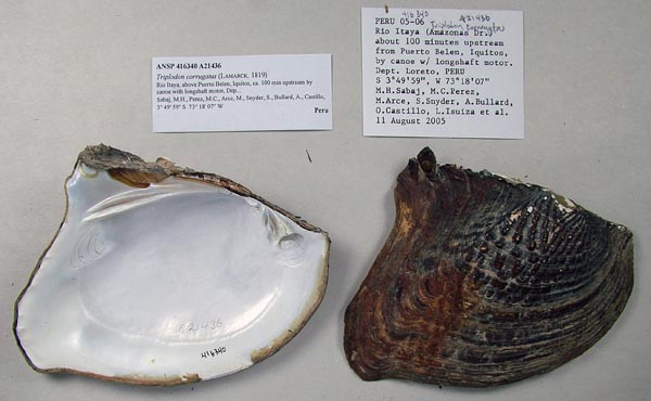 specimen