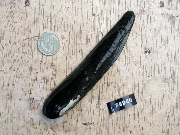 specimen