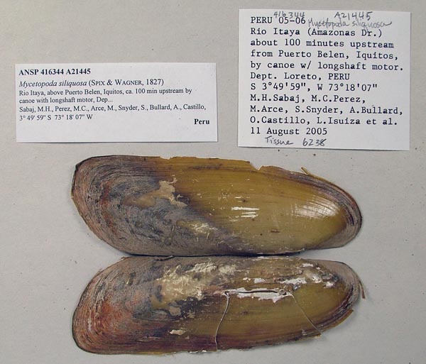 specimen