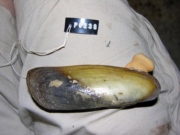 specimen
