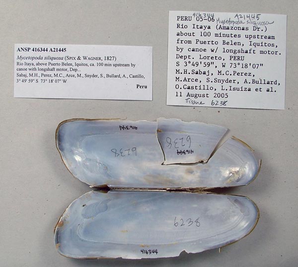 specimen