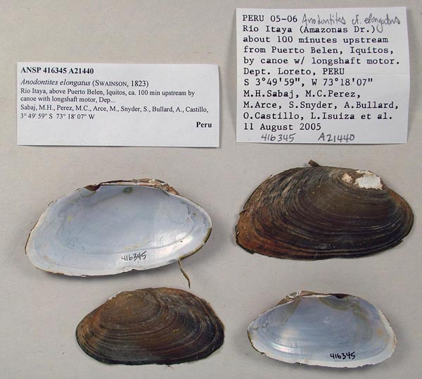 specimen