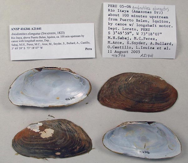 specimen