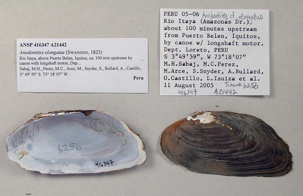 specimen