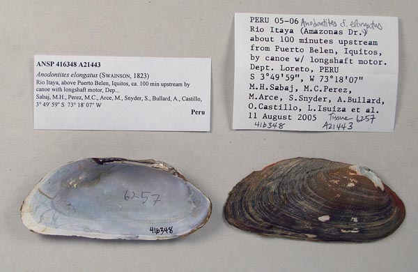 specimen