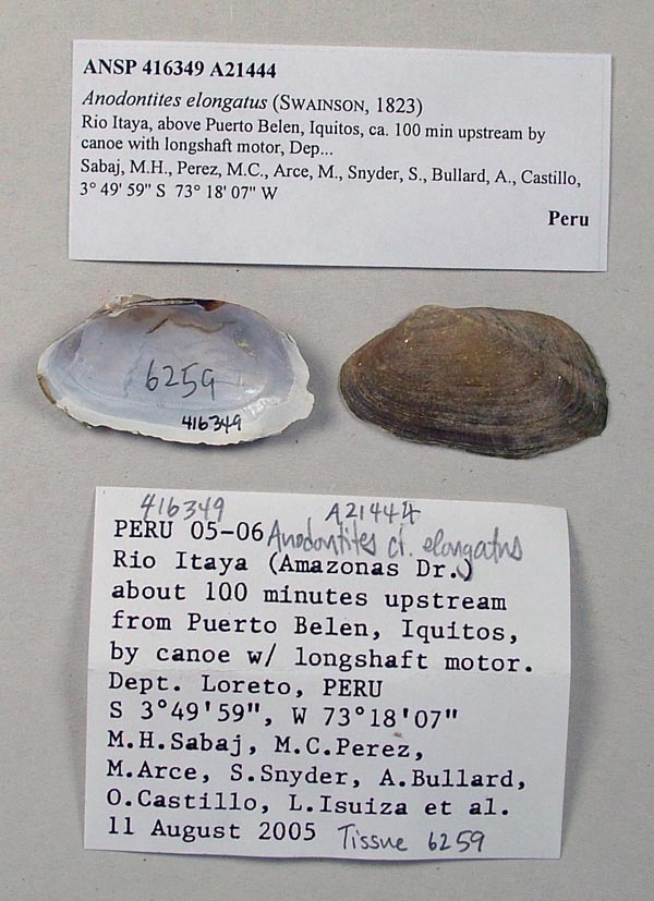 specimen