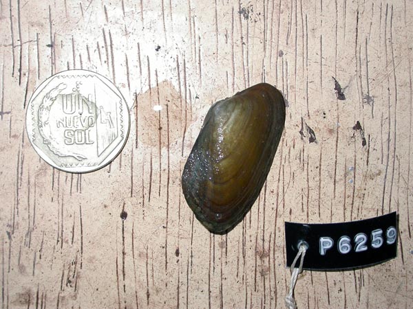 specimen