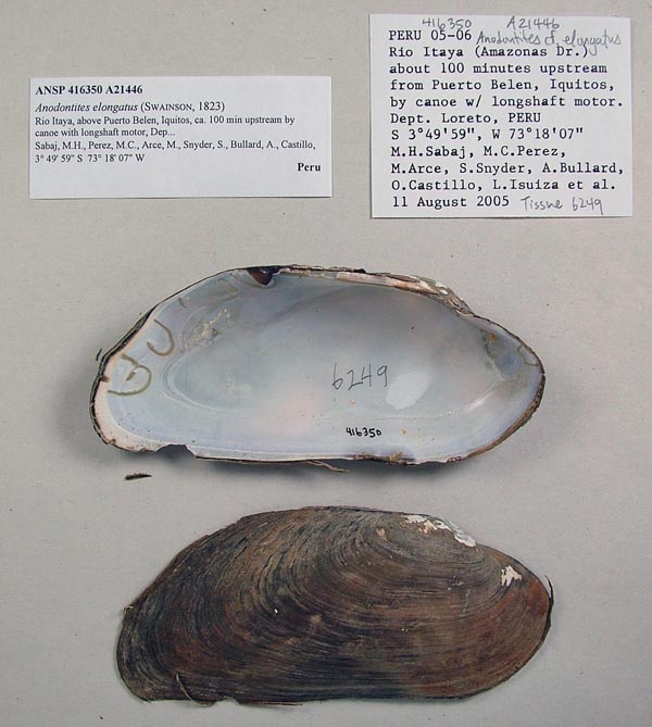 specimen