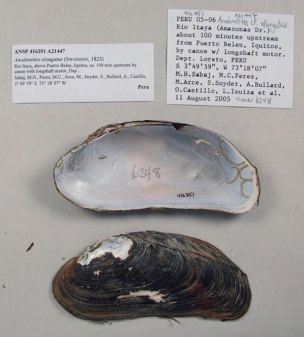 specimen