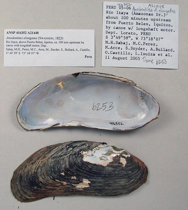 specimen