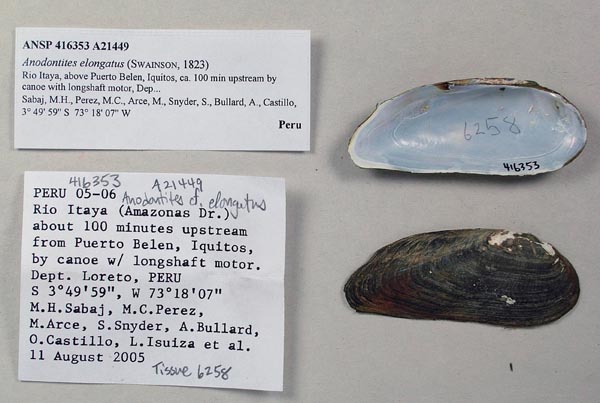 specimen