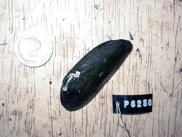 specimen