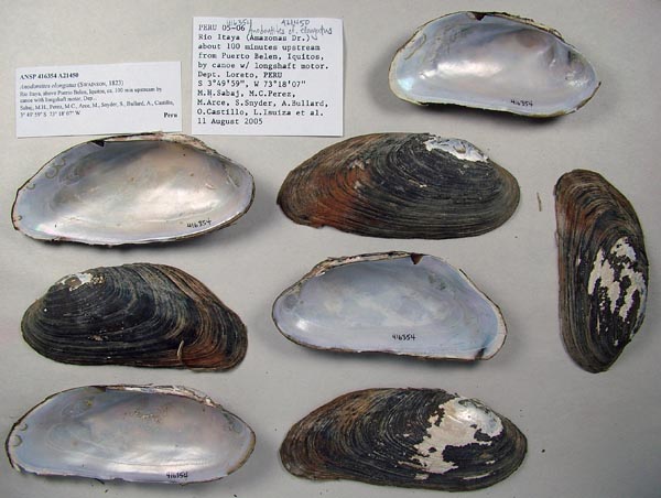 specimen