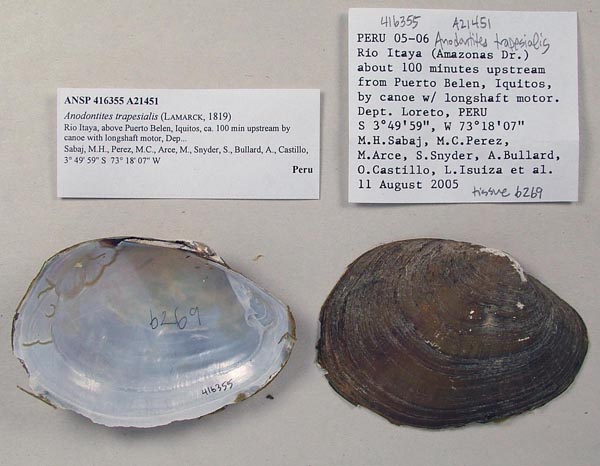 specimen