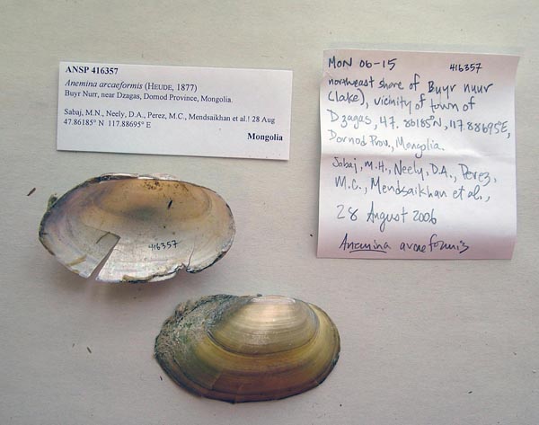 specimen