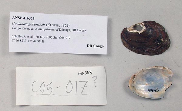 image of lot ANSP_416363 image of lot ANSP_416363