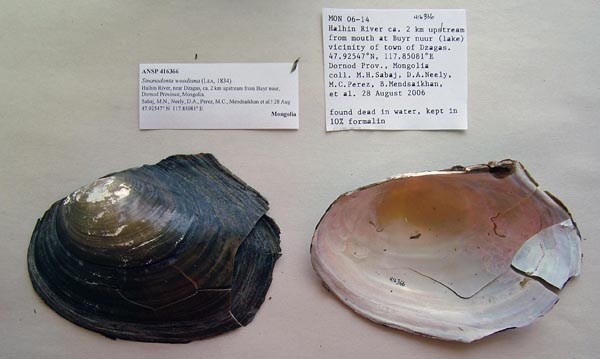 specimen