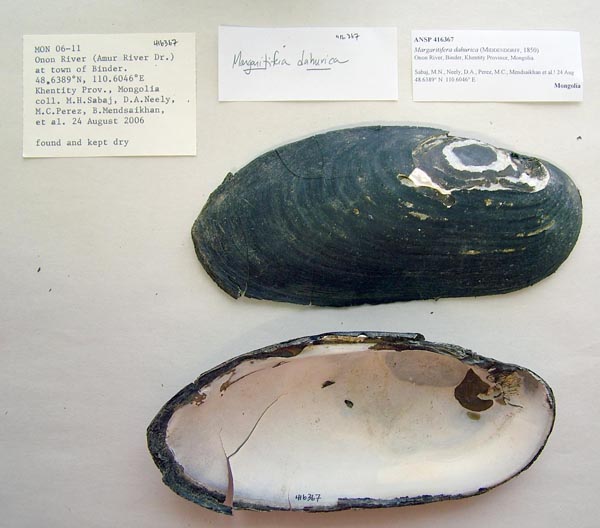 specimen
