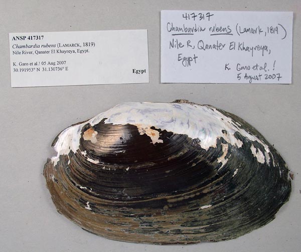 specimen