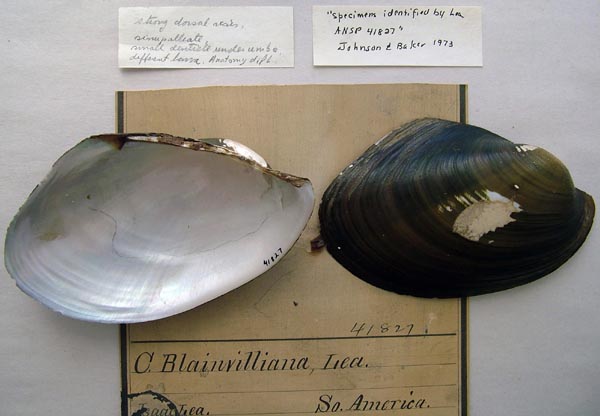specimen