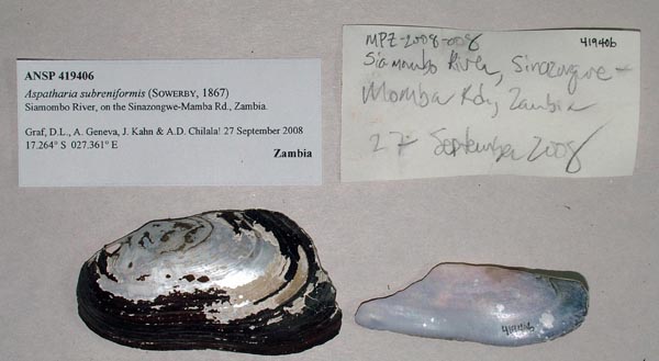 specimen