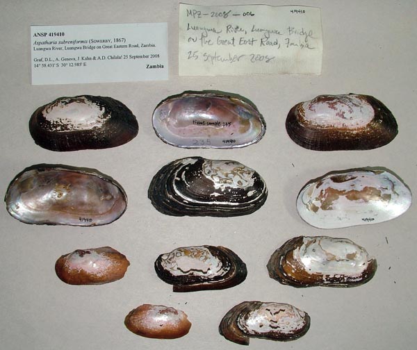 specimen