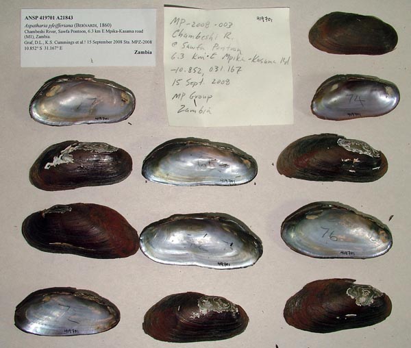 specimen