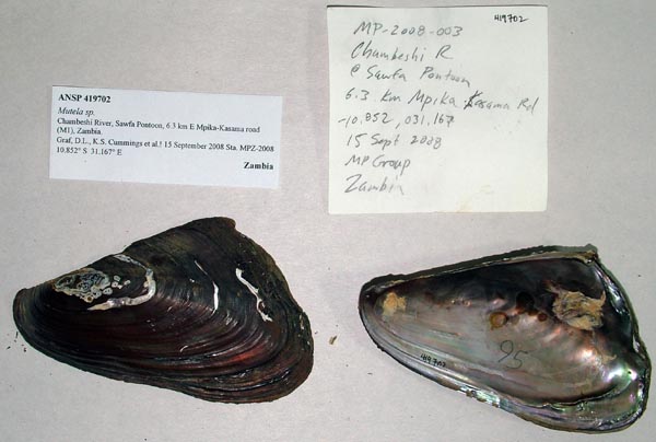 specimen
