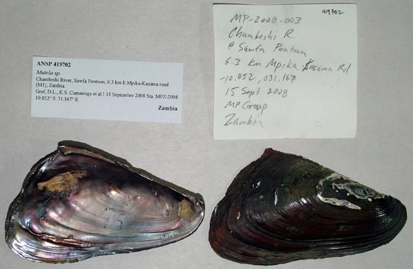 specimen