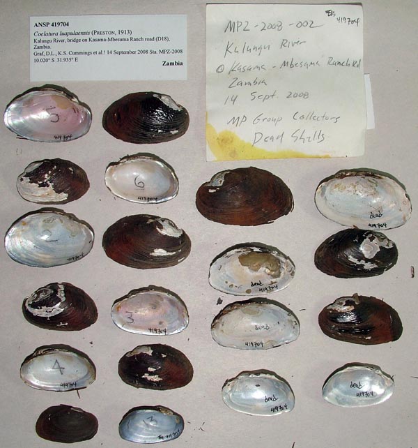 specimen