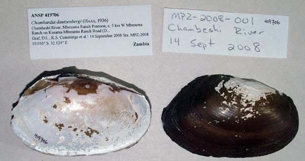 specimen
