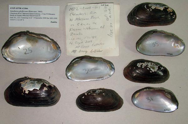 specimen