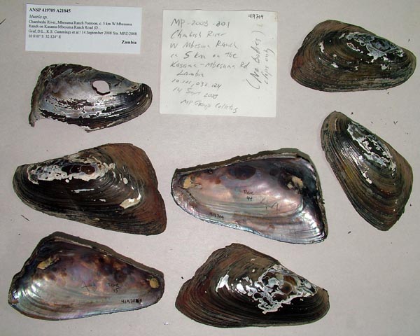 specimen