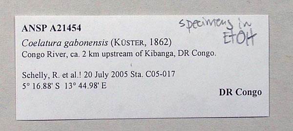 image of lot ANSP_416363 image of lot ANSP_416363