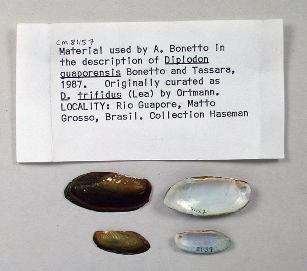 specimen
