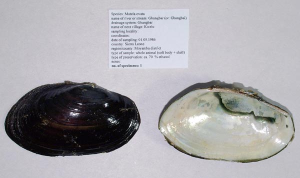 specimen