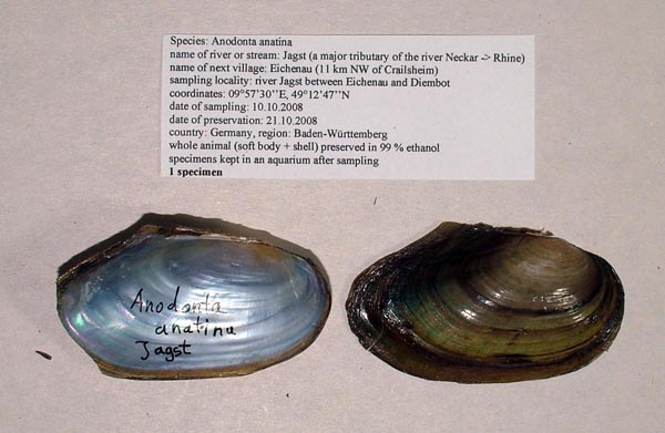 specimen