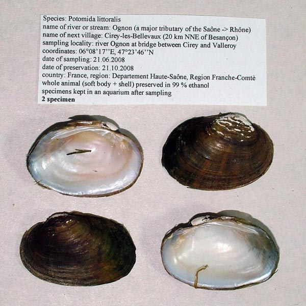 specimen