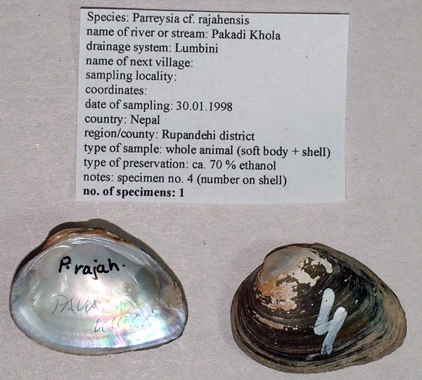 specimen