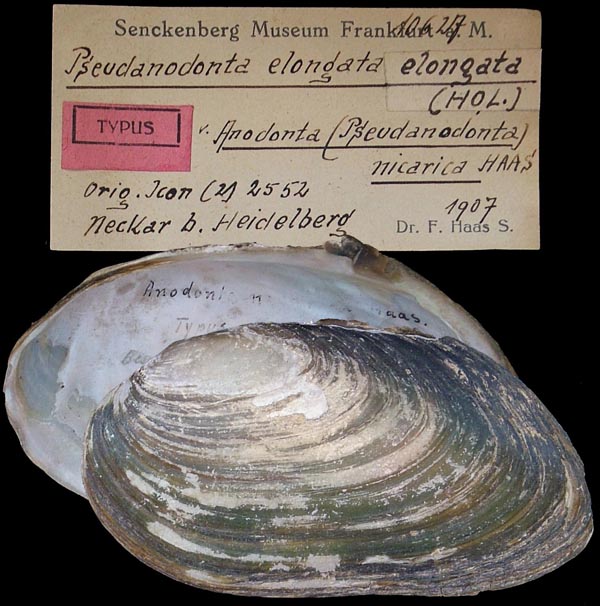 specimen