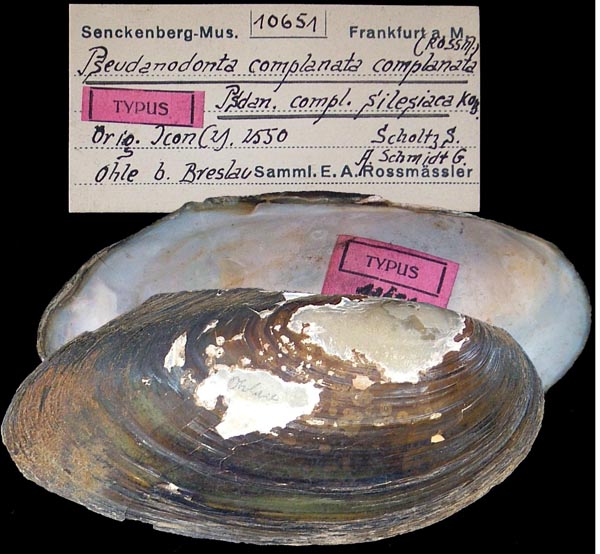 specimen