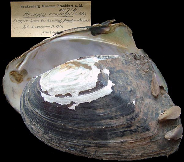 specimen