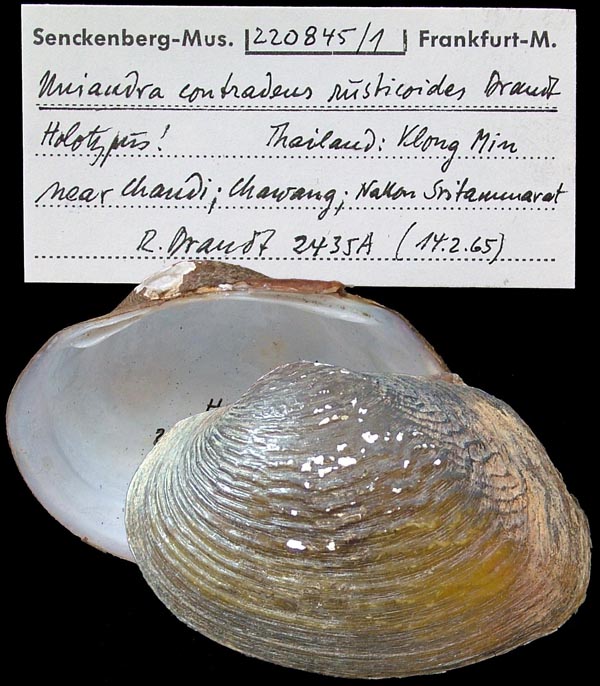 specimen