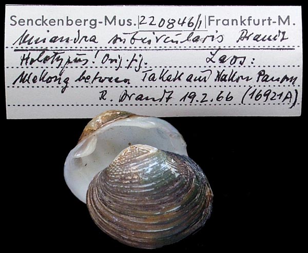 specimen